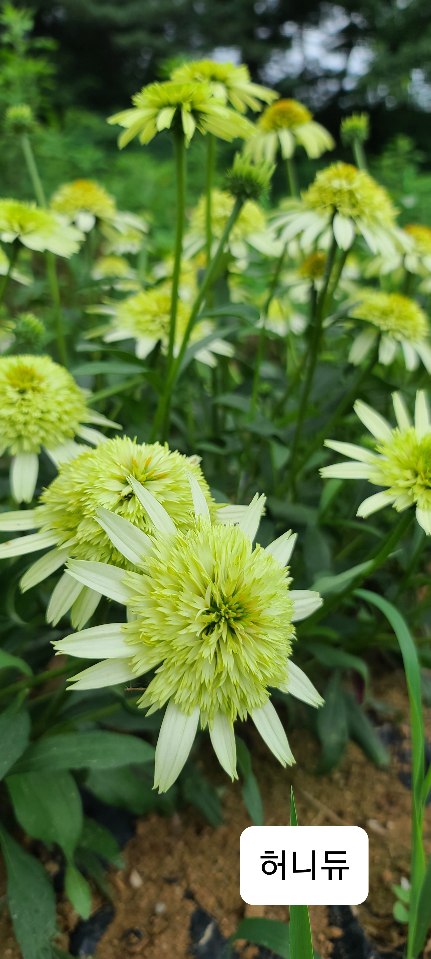 Echinacea purpurea 'Honeydew'
